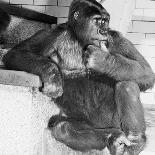 Gorilla-Sam Dunton-Mounted Photographic Print