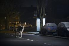 Young Urban Red Fox (Vulpes Vulpes) with Street Lights Behind. Bristol, UK. August-Sam Hobson-Photographic Print