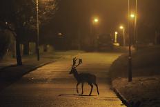 Young Urban Red Fox (Vulpes Vulpes) Poking its Head Up over a Wall. Bristol, UK, August-Sam Hobson-Photographic Print