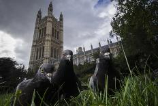 Feral Pigeons (Columba Livia) Outside the Houses of Parliament in Westminster. London, UK-Sam Hobson-Framed Photographic Print