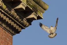 Feral Pigeons (Columba Livia) Outside the Houses of Parliament in Westminster. London, UK-Sam Hobson-Photographic Print