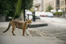 Young Urban Red Fox (Vulpes Vulpes) with Street Lights Behind. Bristol, UK. August-Sam Hobson-Framed Photographic Print