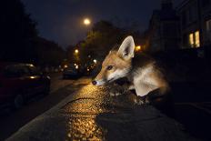 Young Urban Red Fox (Vulpes Vulpes) with Street Lights Behind. Bristol, UK. August-Sam Hobson-Framed Photographic Print