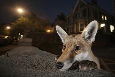 Young Urban Red Fox (Vulpes Vulpes) with Street Lights Behind. Bristol, UK. August-Sam Hobson-Framed Photographic Print
