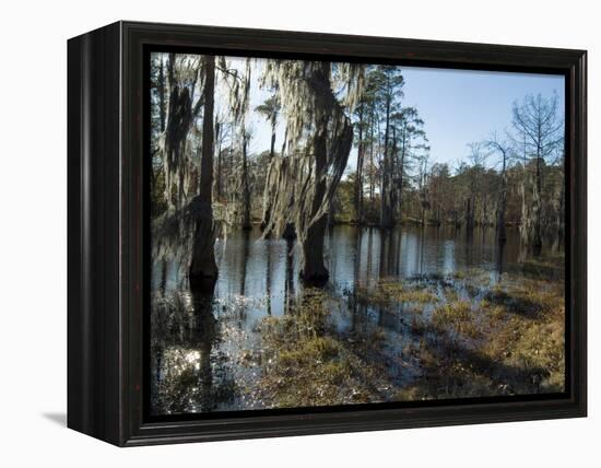 Sam Houston Jones State Park, Lake Charles, Louisiana, USA-Ethel Davies-Framed Premier Image Canvas