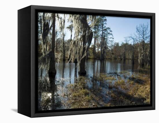 Sam Houston Jones State Park, Lake Charles, Louisiana, USA-Ethel Davies-Framed Premier Image Canvas