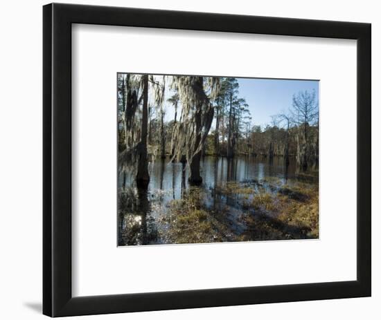 Sam Houston Jones State Park, Lake Charles, Louisiana, USA-Ethel Davies-Framed Photographic Print