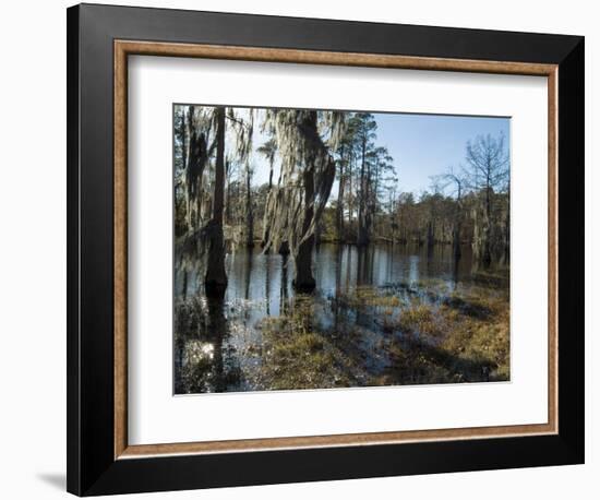 Sam Houston Jones State Park, Lake Charles, Louisiana, USA-Ethel Davies-Framed Photographic Print