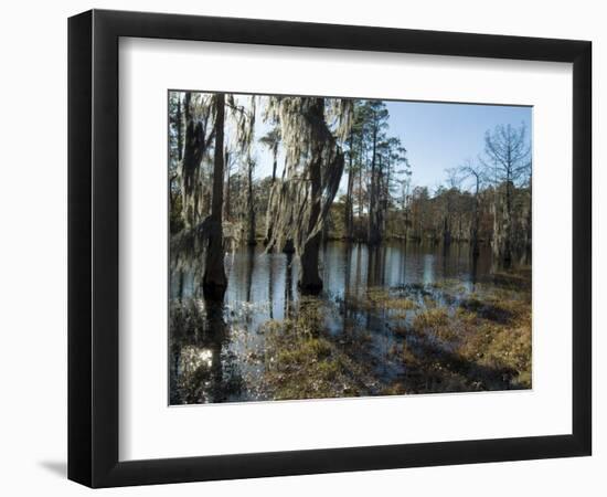 Sam Houston Jones State Park, Lake Charles, Louisiana, USA-Ethel Davies-Framed Photographic Print