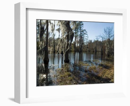 Sam Houston Jones State Park, Lake Charles, Louisiana, USA-Ethel Davies-Framed Photographic Print