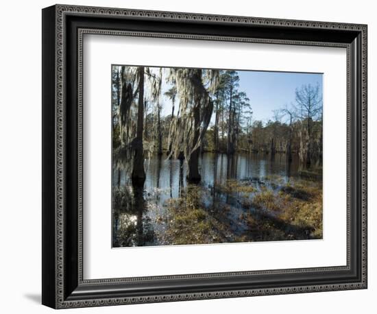 Sam Houston Jones State Park, Lake Charles, Louisiana, USA-Ethel Davies-Framed Photographic Print