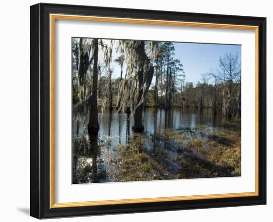 Sam Houston Jones State Park, Lake Charles, Louisiana, USA-Ethel Davies-Framed Photographic Print