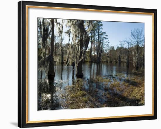 Sam Houston Jones State Park, Lake Charles, Louisiana, USA-Ethel Davies-Framed Photographic Print