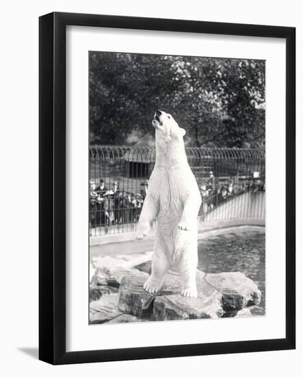Sam the Polar Bear Begging for Food at Zsl London Zoo, 1912-Frederick William Bond-Framed Photographic Print
