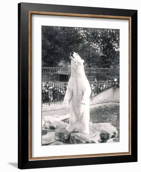 Sam the Polar Bear Begging for Food at Zsl London Zoo, 1912-Frederick William Bond-Framed Photographic Print