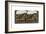 Samaria, South-West Palestine, 1900s-Underwood & Underwood-Framed Giclee Print