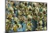 Samba Parade at Sambadrome During Carnival, Rio de Janeiro, Brazil-Keren Su-Mounted Photographic Print