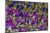 Samba Parade at Sambadrome During Carnival, Rio de Janeiro, Brazil-Keren Su-Mounted Photographic Print