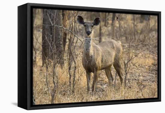 sambar deer (Rusa unicolor), Bandhavgarh National Park, Madhya Pradesh, India, Asia-Sergio Pitamitz-Framed Premier Image Canvas