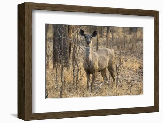 sambar deer (Rusa unicolor), Bandhavgarh National Park, Madhya Pradesh, India, Asia-Sergio Pitamitz-Framed Photographic Print