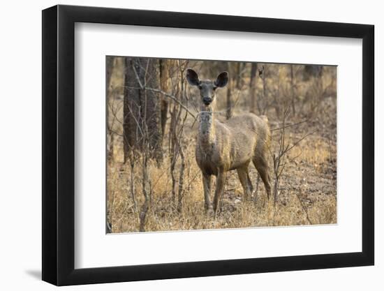 sambar deer (Rusa unicolor), Bandhavgarh National Park, Madhya Pradesh, India, Asia-Sergio Pitamitz-Framed Photographic Print