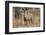 sambar deer (Rusa unicolor), Bandhavgarh National Park, Madhya Pradesh, India, Asia-Sergio Pitamitz-Framed Photographic Print