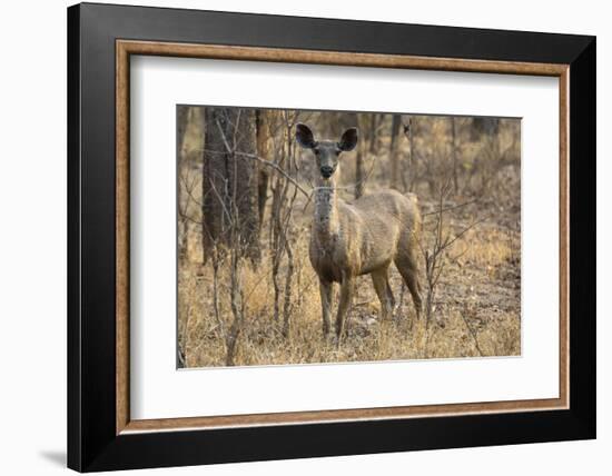 sambar deer (Rusa unicolor), Bandhavgarh National Park, Madhya Pradesh, India, Asia-Sergio Pitamitz-Framed Photographic Print