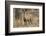 sambar deer (Rusa unicolor), Bandhavgarh National Park, Madhya Pradesh, India, Asia-Sergio Pitamitz-Framed Photographic Print