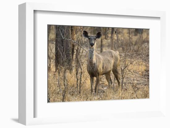 sambar deer (Rusa unicolor), Bandhavgarh National Park, Madhya Pradesh, India, Asia-Sergio Pitamitz-Framed Photographic Print