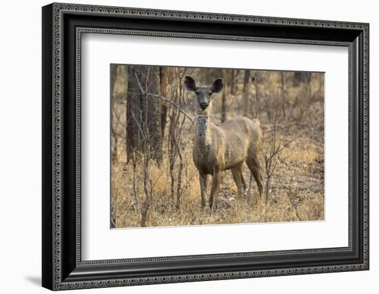 sambar deer (Rusa unicolor), Bandhavgarh National Park, Madhya Pradesh, India, Asia-Sergio Pitamitz-Framed Photographic Print