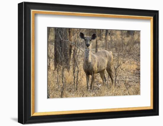 sambar deer (Rusa unicolor), Bandhavgarh National Park, Madhya Pradesh, India, Asia-Sergio Pitamitz-Framed Photographic Print