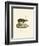 Sambar-null-Framed Giclee Print