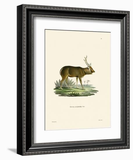 Sambar-null-Framed Giclee Print