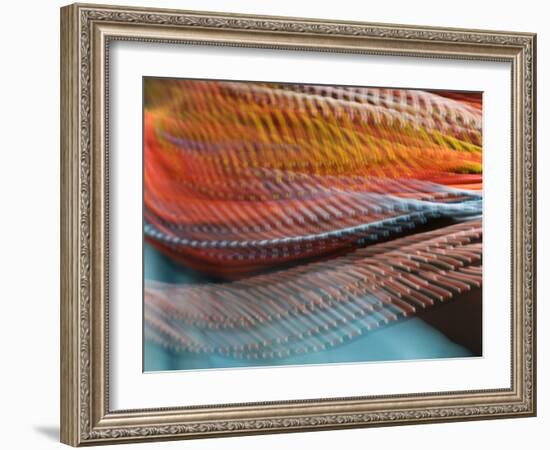 Samburu Dancer's Colorful Necklace, Samburu National Reserve, Kenya-Arthur Morris-Framed Photographic Print