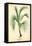 SAME AS ABOVE DIFFERENT RATIO: Cocoa Palm Cocos Weddeliana Plant-null-Framed Stretched Canvas