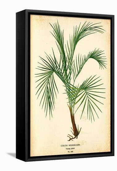 SAME AS ABOVE DIFFERENT RATIO: Cocoa Palm Cocos Weddeliana Plant-null-Framed Stretched Canvas