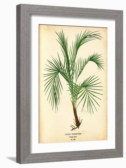 SAME AS ABOVE DIFFERENT RATIO: Cocoa Palm Cocos Weddeliana Plant-null-Framed Art Print