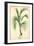 SAME AS ABOVE DIFFERENT RATIO: Cocoa Palm Cocos Weddeliana Plant-null-Framed Art Print