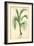SAME AS ABOVE DIFFERENT RATIO: Cocoa Palm Cocos Weddeliana Plant-null-Framed Art Print