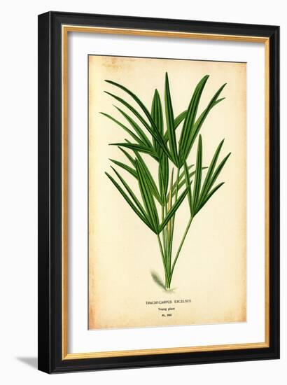 SAME AS ABOVE DIFFERENT RATIO: Trachycarpus Excelsus Vintage Tropical Plant-null-Framed Art Print