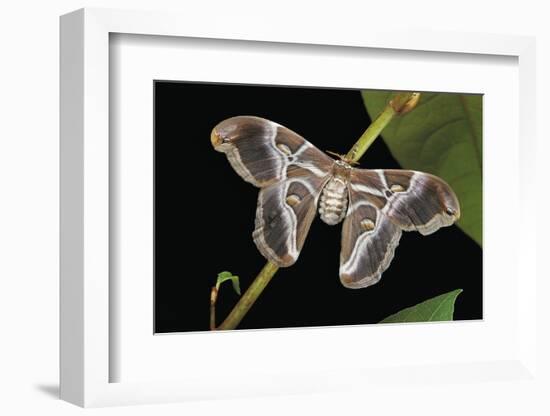 Samia Cynthia Ricini (Indian Eri Silkmoth)-Paul Starosta-Framed Photographic Print