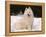 Samoyed Dog in Snow, USA-Lynn M^ Stone-Framed Premier Image Canvas
