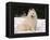 Samoyed Dog in Snow, USA-Lynn M^ Stone-Framed Premier Image Canvas