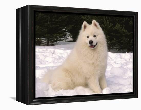 Samoyed Dog in Snow, USA-Lynn M^ Stone-Framed Premier Image Canvas