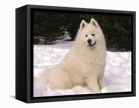 Samoyed Dog in Snow, USA-Lynn M^ Stone-Framed Premier Image Canvas