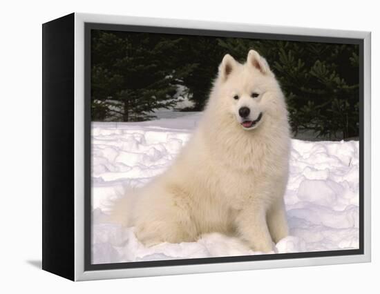 Samoyed Dog in Snow, USA-Lynn M^ Stone-Framed Premier Image Canvas