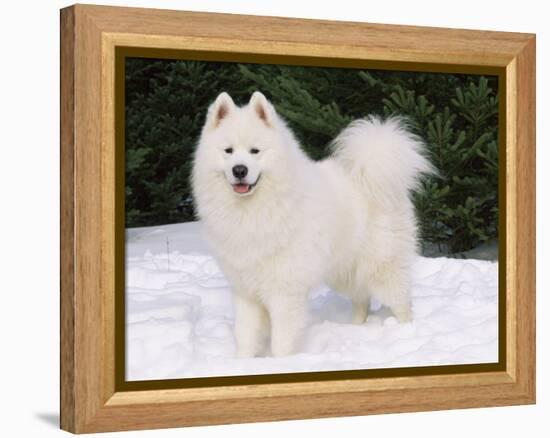 Samoyed Dog in Snow, USA-Lynn M. Stone-Framed Premier Image Canvas