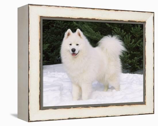 Samoyed Dog in Snow, USA-Lynn M. Stone-Framed Premier Image Canvas