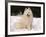 Samoyed Dog in Snow, USA-Lynn M^ Stone-Framed Photographic Print