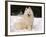 Samoyed Dog in Snow, USA-Lynn M^ Stone-Framed Photographic Print